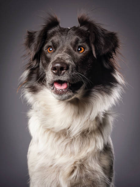 istock Border Collie Blue Heeler Mix Dog 875723026