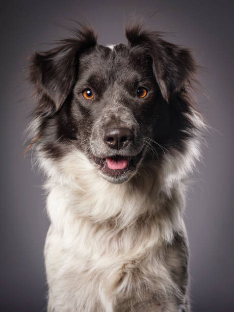 Border Collie Blue Heeler Mix Dog
