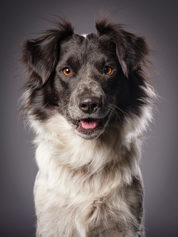 A close-up of a border collie blue heeler mixed breed dog looking directly at the camera.