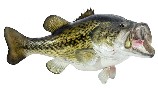 Isolated on white background a mounted largemouth or black bass. Artful taxidermy. Horizontal.