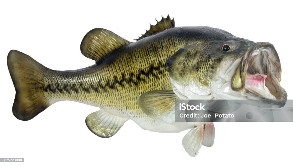 Largemouth Bass Isolated on white background a mounted largemouth or black bass. Artful taxidermy. Horizontal. Bass - Fish Stock Photo