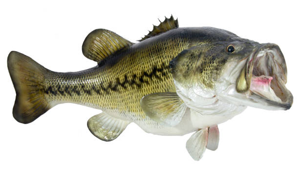 Largemouth Bass - fotografia de stock