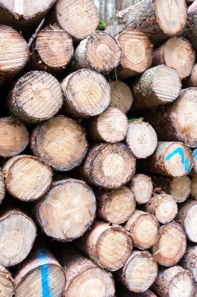 istock Many different size raw pine stacked wood logs. Outdoors storage. 875727508
