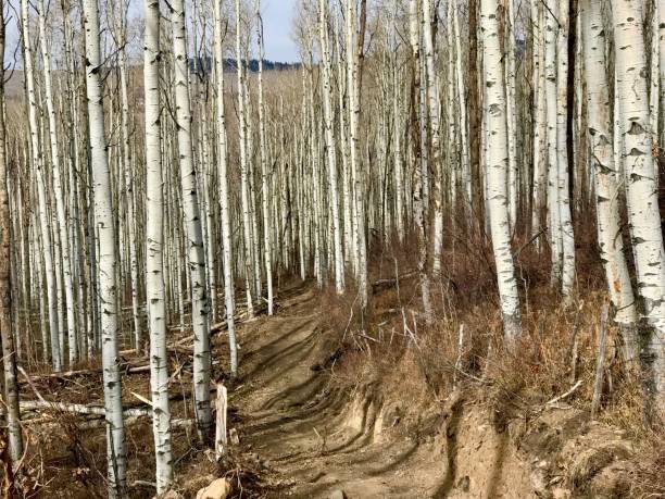 istock Winter Aspen Grove Grand Mesa Colorado 875758852