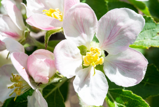 flower of apple - 7963 imagens e fotografias de stock