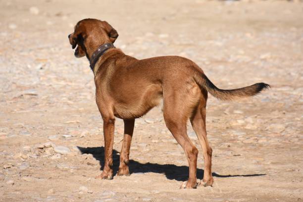 Canis lupus familiaris.