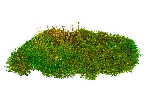 istock Green moss isolated on white background, closeup 875788502