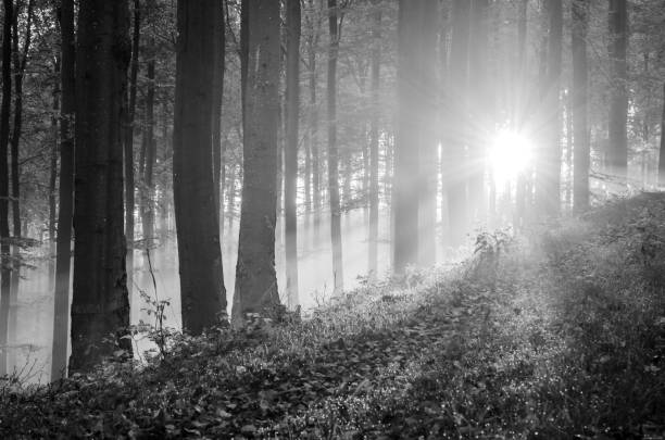 istock Sunrise in a beech forest in autumn, monochrome, Germany 875790282