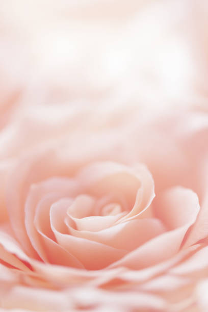 장미 꽃 배경 - single flower close up flower head rose 뉴스 사진 이미지