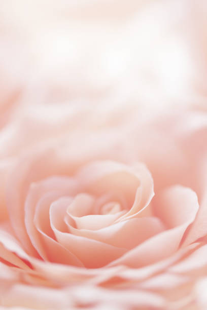 rose flower background - rose pink flower valentines day imagens e fotografias de stock