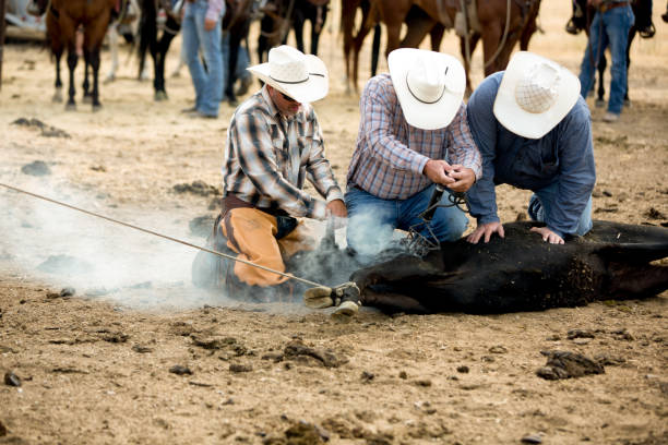 istock Cowboys Branding a Calf 875794684