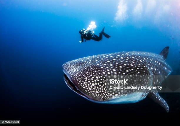 Photo libre de droit de Requinbaleine Avec Plongeur De Darwin Island Dans Les Îles Galapagos Equateur banque d'images et plus d'images libres de droit de Requin-baleine