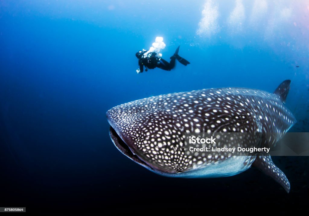 Whale shark with SCUBA diver from Darwin Island in the Galapagos Islands, Ecuador A divemaster can be used as scale to see the size of a pregnant female adult whale shark underwater Whale Shark Stock Photo