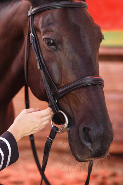 istock Jockey prepares a horse 875810402