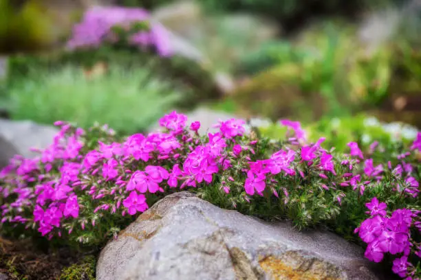 Rockery with small pretty violet phlox flowers, nature background