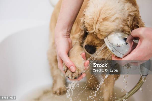 Photo libre de droit de Femme Nettoie Une Patte Dun Chien banque d'images et plus d'images libres de droit de Chien - Chien, Toiletteur pour animaux, Laver