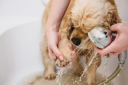 American cocker spaniel is taking a shower at home. Woman cleans a paw to a dog