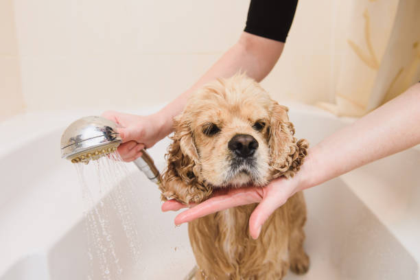 istock Dog is taking a shower at home 875811036
