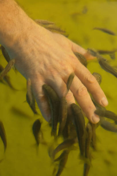 istock Garra rufa fish cleaning a human hand. 875816240