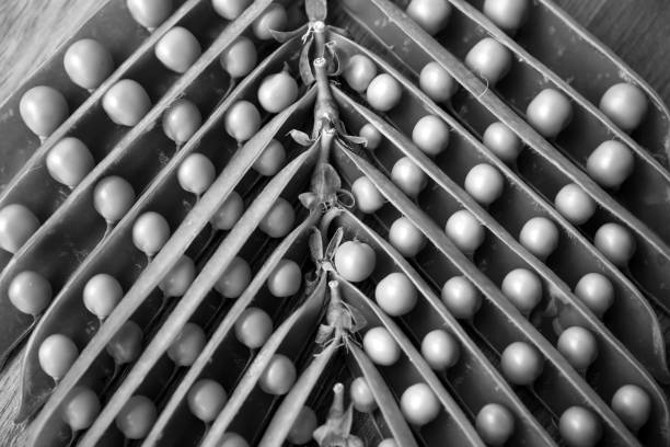 istock green peas, open pea sticks. monochrome 875818966