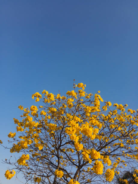 istock Flowered tree _ Brazilian Yellow Ice 875822962