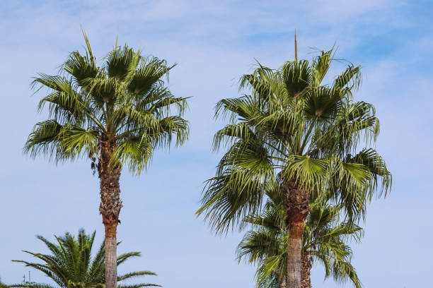 istock Palm Trees - Perfect palm trees against a beautiful blue sky 875827454