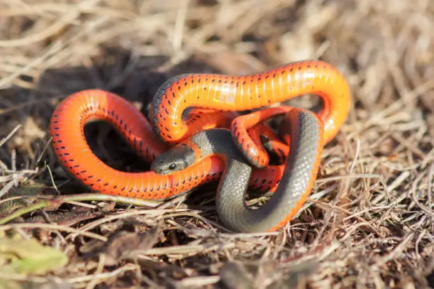 Photo of Monterey Ring-necked snake in a defensive posture.