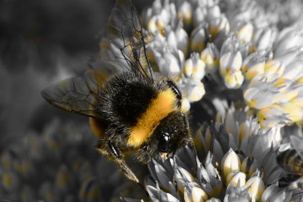 istock Bumble bee pollinating a sedum flower 875835476