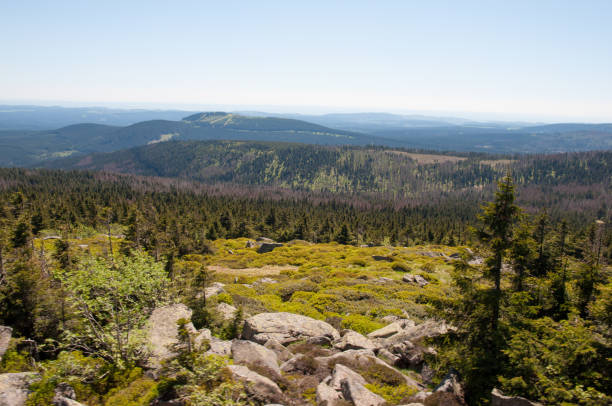istock Forest in National park Harz in Germany 875835622
