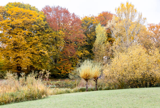 istock Botanical garden mid autumn 875838100