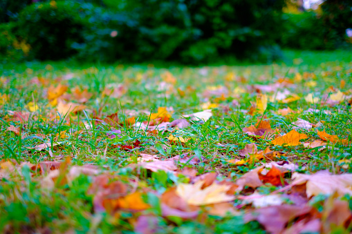 Autumn leaves on green grass, on the lawn, a small depth of field, background blurred