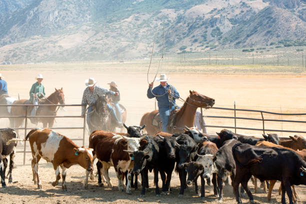 istock Cowboys Rounding Up a Herd of Cattle 875841668