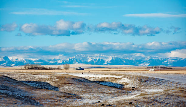 istock Cattle in winter field with Rocky Mountains background 875842180