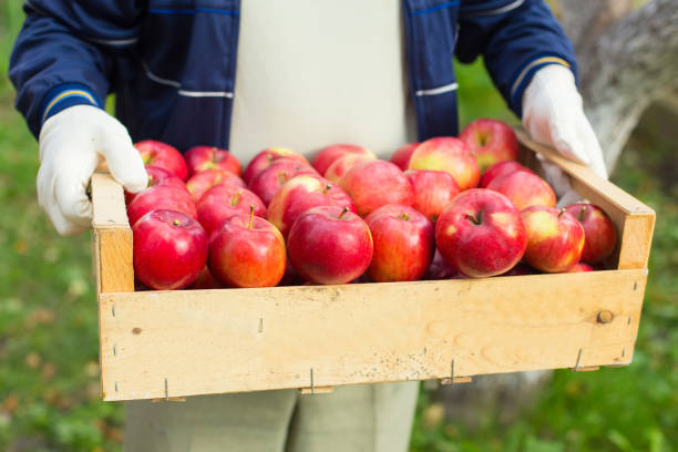 istock Man hold big box with beautiful clean apple in garden 875842188