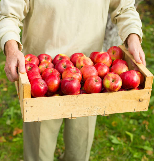 istock Man hold big box with beautiful clean apple in garden 875842240