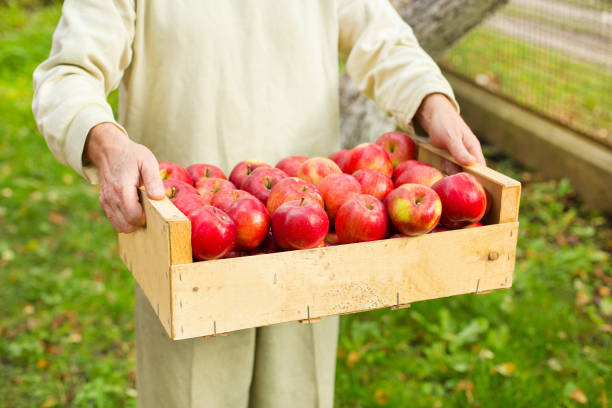 istock Man hold big box with beautiful clean apple in garden 875842244