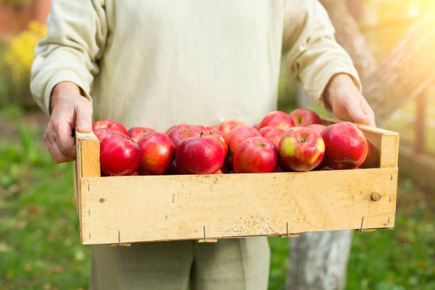 istock Man hold big box with beautiful clean apple in garden 875844292
