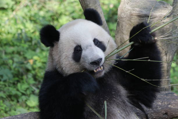 istock Baby Panda in Chongqing, China 875844938