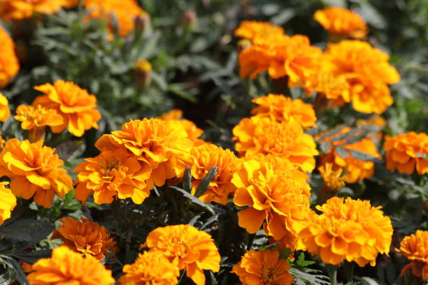 istock Yellow Marigold Flower in the Park 875844982