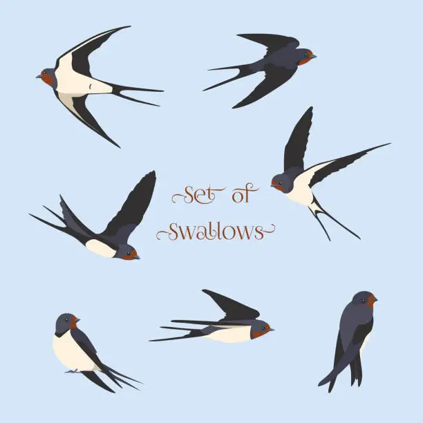 Vector illustration of Set of simple swallows