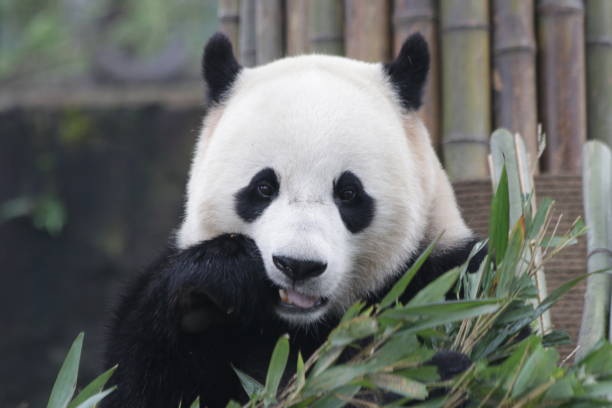 istock Bao Bao , a Famous Giant Panda from U.S.A. 875845184