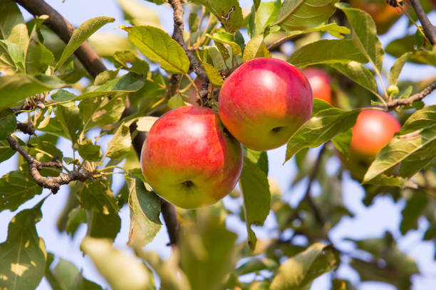 istock green, red apples on apple tree branch 875845188