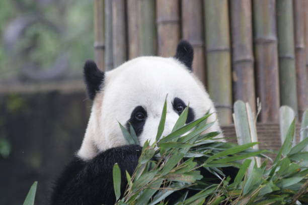 istock Bao Bao , a Famous Giant Panda from U.S.A. 875845258