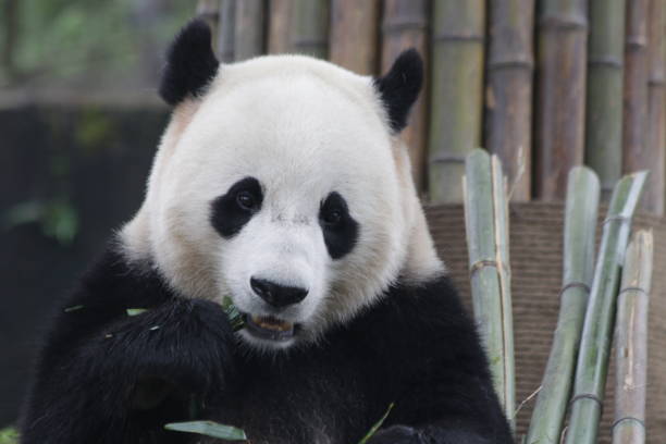 istock Bao Bao , a Famous Giant Panda from U.S.A. 875845262