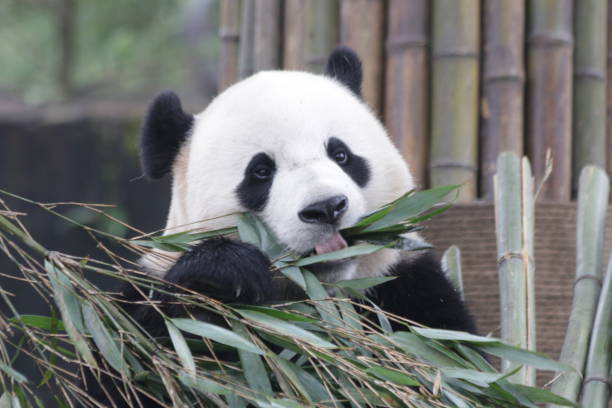 istock Bao Bao , a Famous Giant Panda from U.S.A. 875845268
