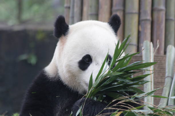 istock Bao Bao , a Famous Giant Panda from U.S.A. 875846316