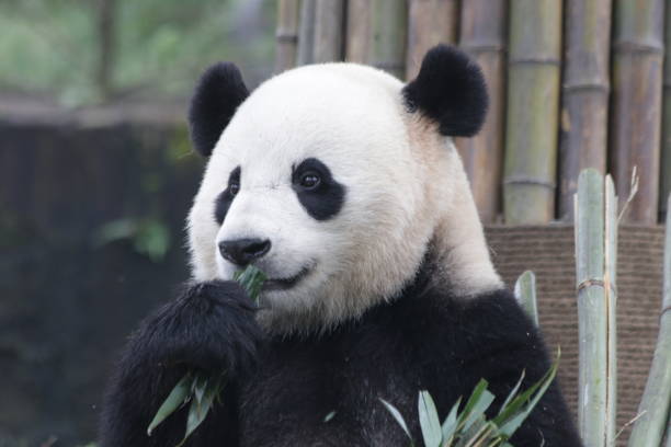 istock Bao Bao , a Famous Giant Panda from U.S.A. 875847318