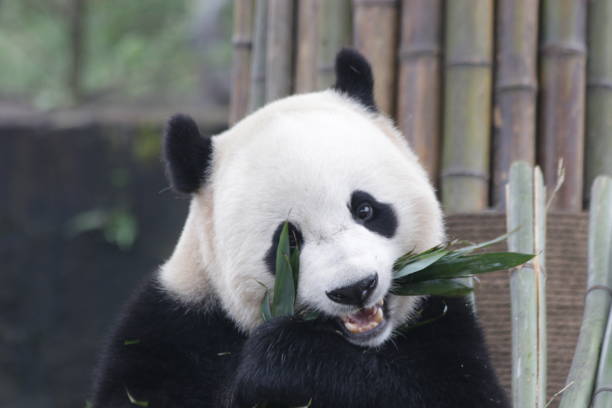 istock Bao Bao , a Famous Giant Panda from U.S.A. 875847332
