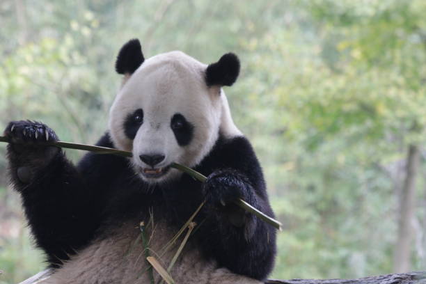 istock Famous Giant Panda , Tai Chan 875847348