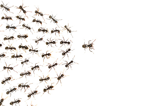 leader ants and servant ant isolated on white background, business concept